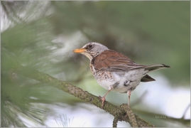 <p>DROZD KVÍČALA (Turdus pilaris)</p>
